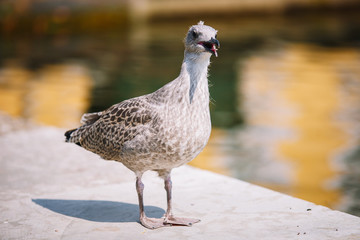A Seagull stands  of water