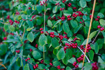 Green Bush with red berries