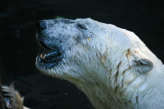 Portret van een ijsbeer.