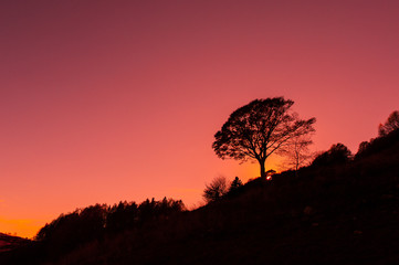 Red sky in the mountains with tree