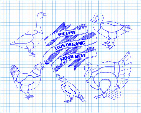 beautiful scheme cutting chicken turkey duck goose quail