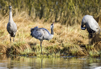 Eurasian crane
