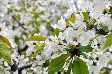 close-up of blooming cherry tree