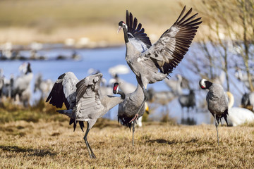 Eurasian crane