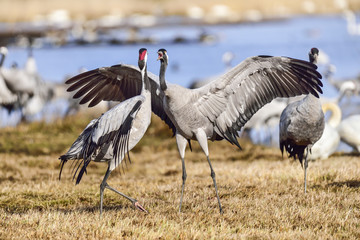 Eurasian crane