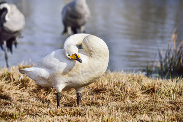 Whooper swan