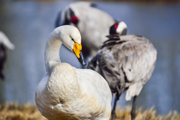 Fototapeta premium Whooper swan