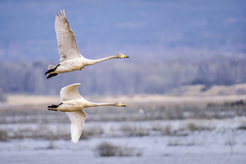 Whooper swan