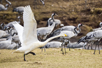 Whooper swan