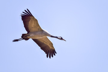Eurasian crane