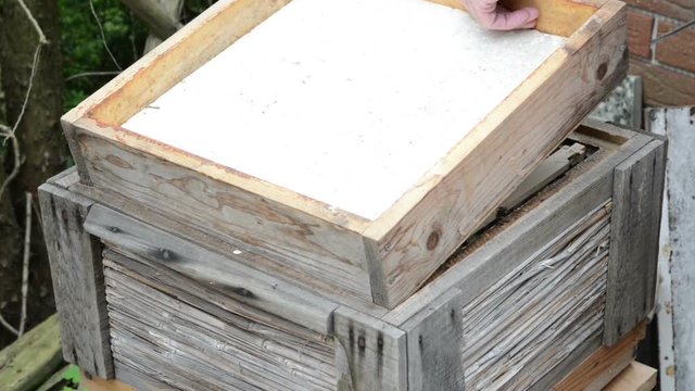 traditional bee keeper showing honey comb at Hive frame and bees