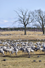 Eurasian Crane and Wooper Swan migration gathering