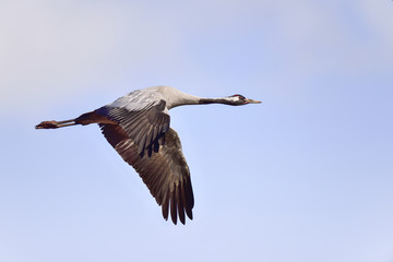 Eurasian crane