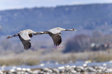 Eurasian crane