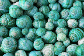 Fototapeta na wymiar colorful snail shells background