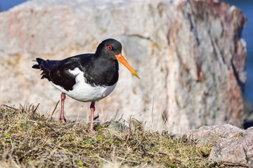Eurasian oystercatcher