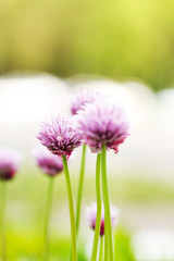 purple flowers