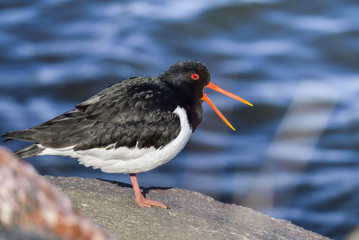 Eurasian oystercatcher