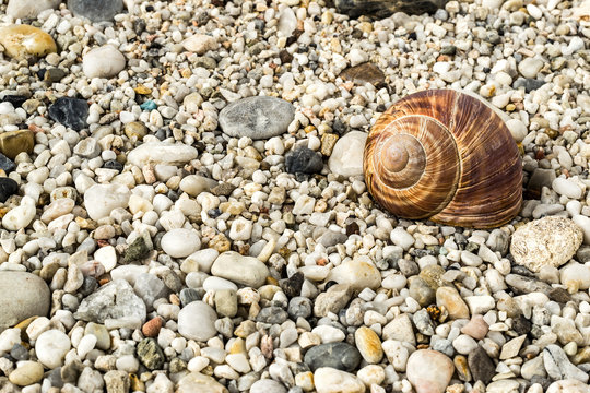 Pebbles on beach with snail shell