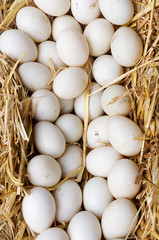 A lot of eggs in straw