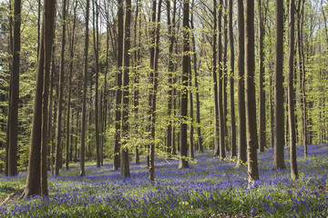 springtime forest