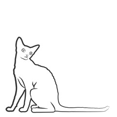 Sketch of domestic cat. 