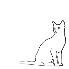 Sketch of domestic cat. 