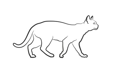 Sketch of domestic cat. 