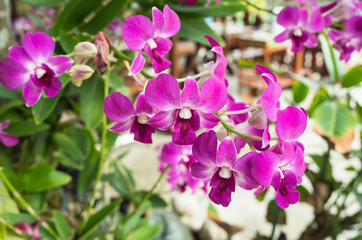 Purple orchids