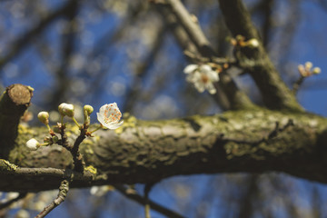 detail of cherry blossom tree in spring