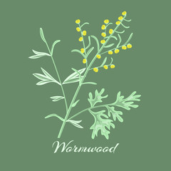 Wormwood herb.Artemisia absinthium.
