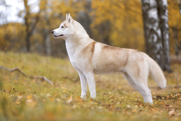 Naklejka na ściany i meble Siberian husky in nature