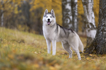 Siberian husky in nature