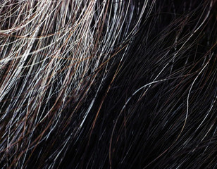 Going gray. Woman gray and black hair. Close-up.