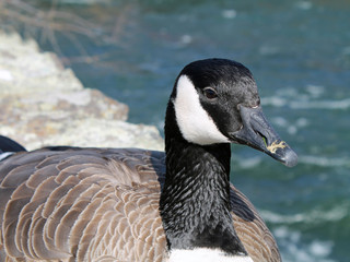 Closeup of a Canada Goose