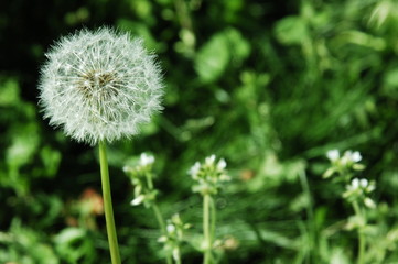 Obraz premium fleur des champs