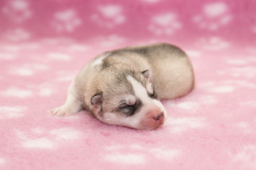 husky puppy on a pink background