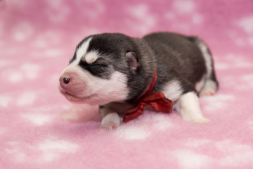Fototapeta na wymiar husky puppy on a pink background