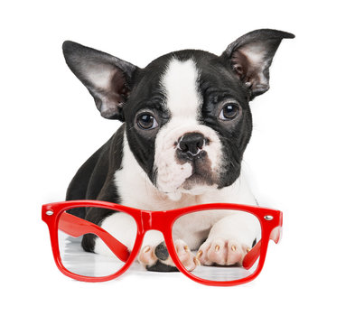 Boston Terrier on a white background with glasses