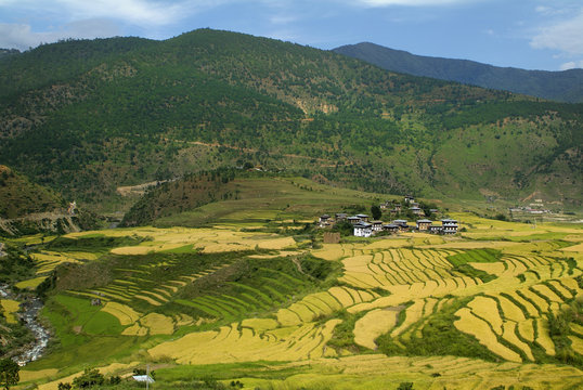 Bhutan, Punakha, 1815-3