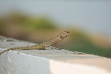 Lizard  on stone wall