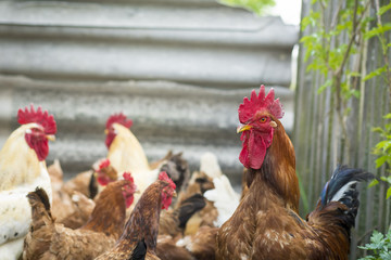 Brown common rooster with chickens in the backyard