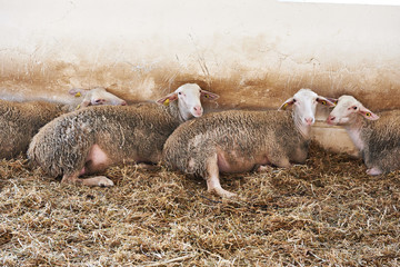 Sheep lying on straw in pen on farm