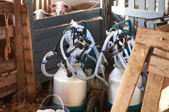 Milking machines in pen on sheep farm