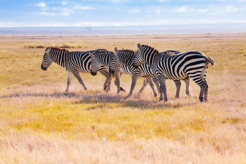 Fototapeta na wymiar Four zebras walking in the wilderness of Africa