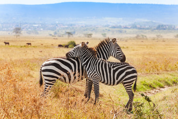 Fototapeta na wymiar Two zebras playing with each other at South Africa