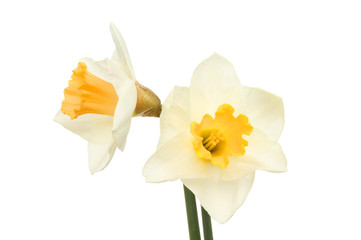 Two Daffodil flowers