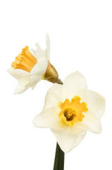 Obraz na płótnie Canvas Two daffodil flowers