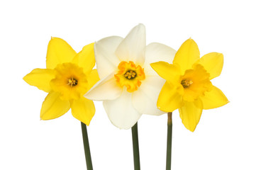 Yellow and white daffodils