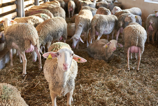 Herd of sheep in pen on farm